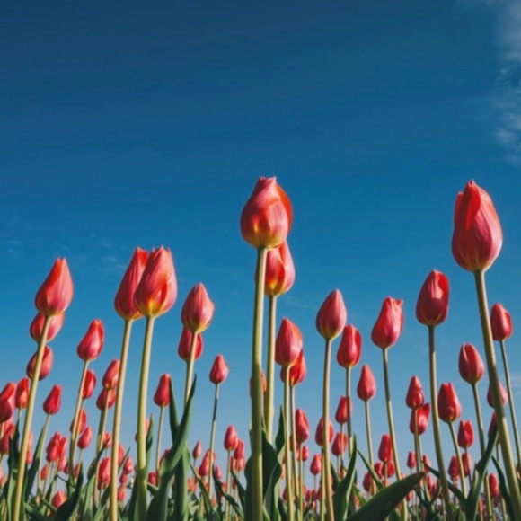 Meet your Posher, Lolita - Picture 1 of 1